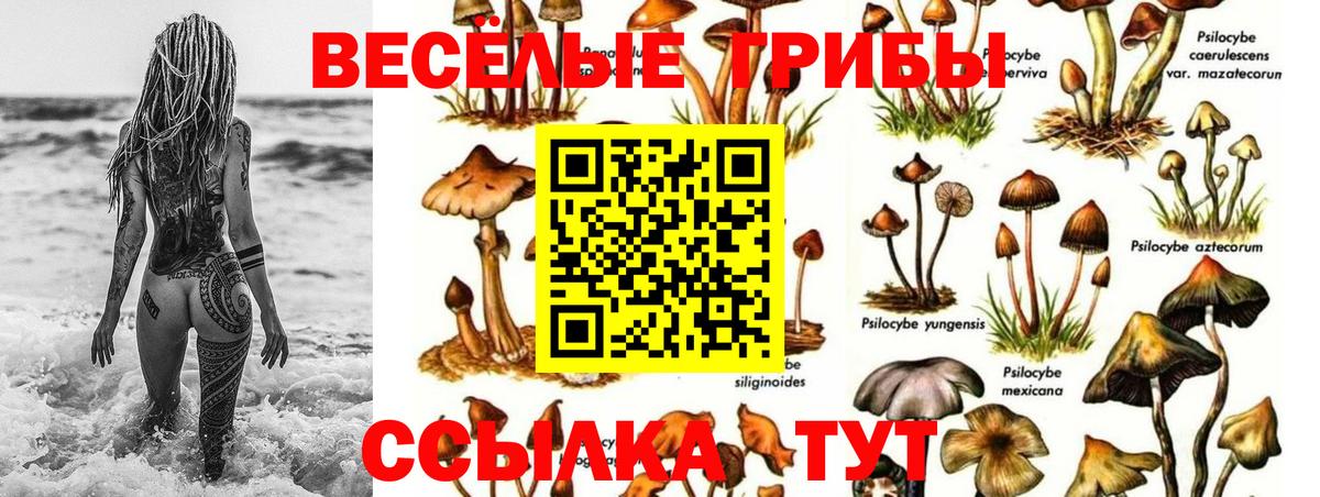 Галлюциногенные грибы Курганинск