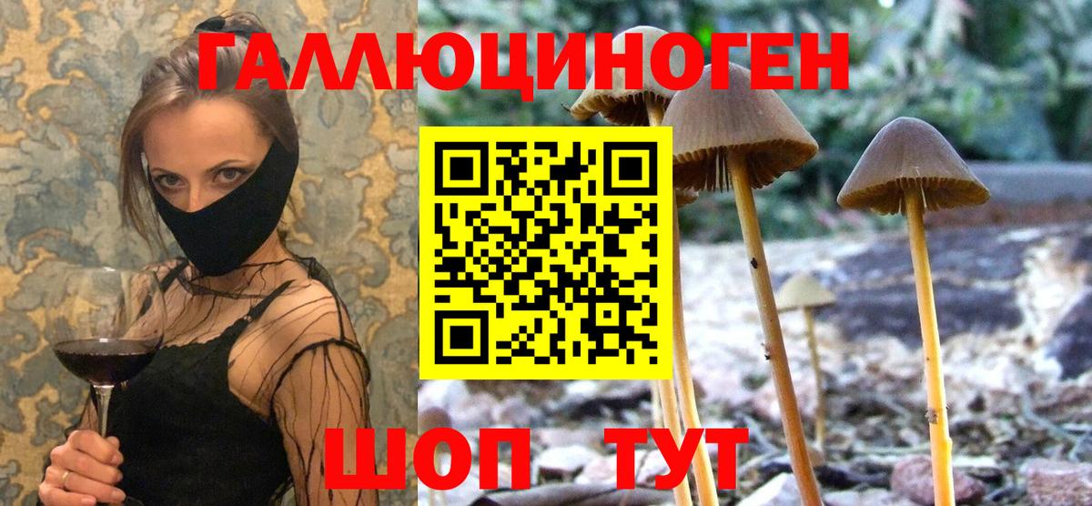 Псилоцибиновые грибы Psilocybe Курганинск